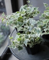 �إǥ顡�ؾ���١��������व��