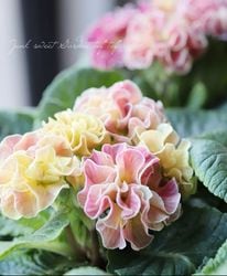 Ȭ�ź餭�ץ��顡�إѥ��ޡ١��������ޤ���