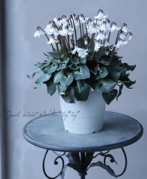 新品種！シクラメン・ラッシュ『天使のはね』【No.17】 | すべての商品