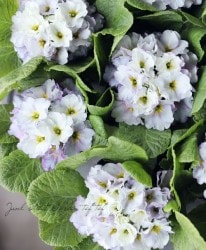 �ץ��顦����ꥢ�󡡡إ֥롼�٥꡼�ѥ�åȡ�