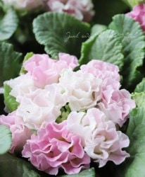 �ץ��顦����ե른��ꥢ�󡡡إԡ�����������