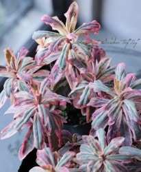 桼եӥإեƥåɥե졼