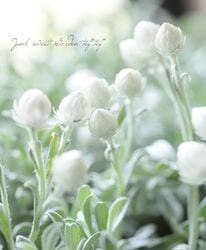 �إꥯ�ꥵ�ࡡ�إۥ磻�ȥե��꡼��