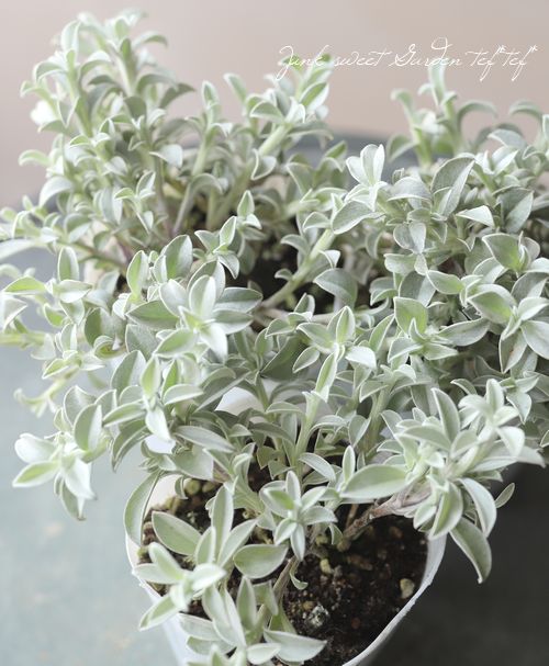 ヘリクリサム ホワイトフェリー Leaf Species ヘリクリサム Junk Sweet Garden Tef Tef