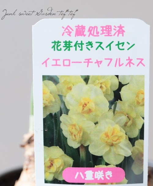 スイセン 『イエローチャフルネス』 八重咲き | すべての商品 | | Junk