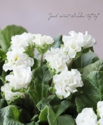 �ץ��顦����ꥢ�󡡡إޥ����롦�ۥ磻�ȡ�