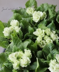 �ץ��顡�إ��꡼��ץ�󥻥���