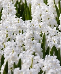 ヒヤシンス様 楽天市場】選べる花色「 ヒヤシンス 球根 」赤 桃 紫 空色 白