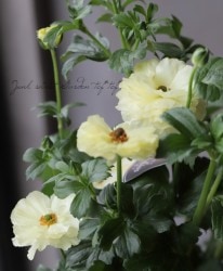 �ڰ���ݤ������ ��ʥ󥭥�饹����å������꡼�����إϥꥪ���١�