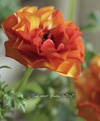 ݤΥʥ󥭥饹å꡼إߥΥ