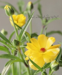 ڰݤ ʥ󥭥饹å꡼إƥߥ