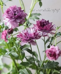 ����ݤ���Υ�ʥ󥭥�饹���إǥ����С�