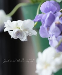 Ȭź餭ѥޥߥ졡˥ߥ MIX