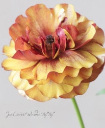 ڰݤۥʥ󥭥饹å꡼إƥ