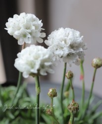 ꥢϥޥ󥶥 إХ꡼ʡ ۥ磻