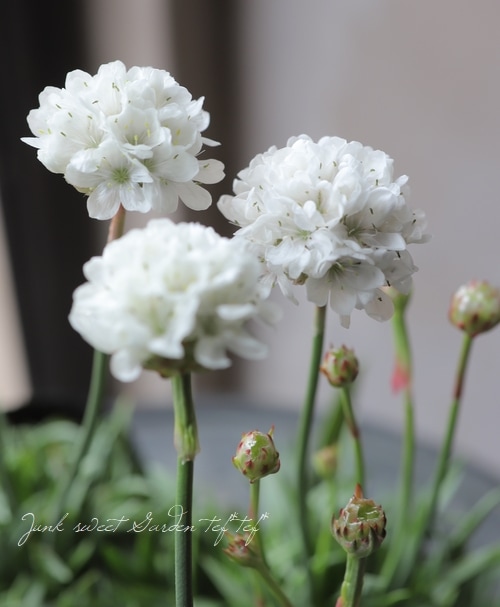 アルメリア ハマカンザシ バレリーナ ホワイト すべての商品 Junk Sweet Garden Tef Tef