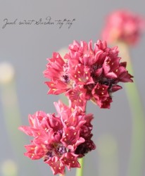 ꥢϥޥ󥶥 إХ꡼ʡ å