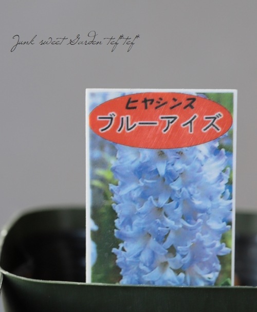 ヒヤシンス ブルーアイズ Flower Species ヒヤシンス Junk Sweet Garden Tef Tef