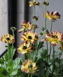 ��ʥ󥭥�饹���إ��������ѡ��ץ�� ��B�ۥ�����