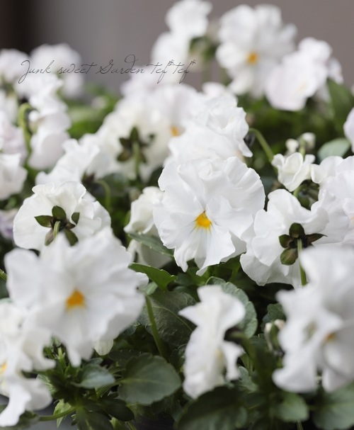 限定レア】みもとプレミアムビオラ・裏試作品種 『フリルホワイト