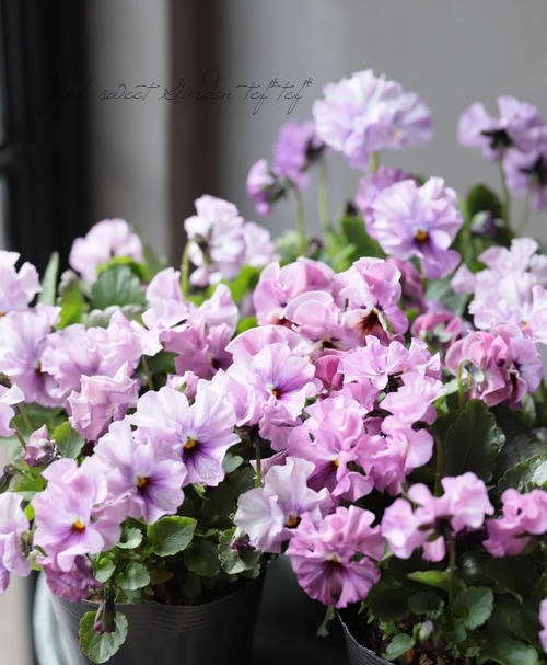 限定レア】みもとプレミアムビオラ・裏試作品種 『フリルラベンダー