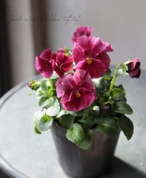 ����臘�������ꥸ�ʥ�ӥ��顡�إ쥤��ܡ���������PRB�١��ڥ�åɡ�