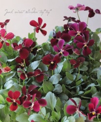 臘ꥸʥӥ顡إѥԥɡ Bס