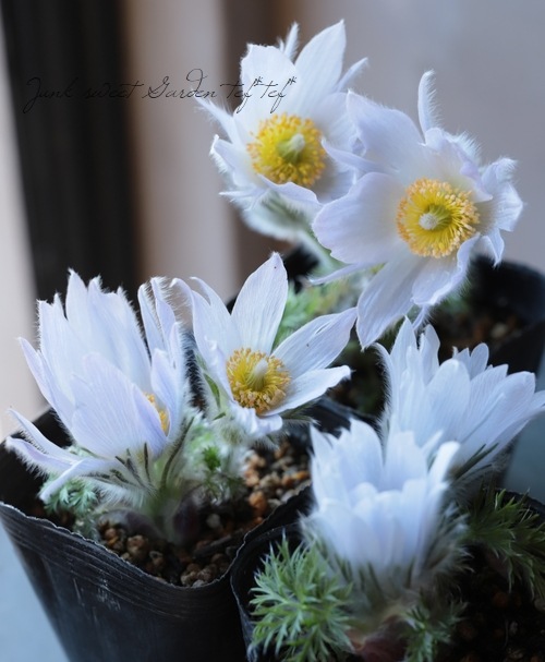 2010g☆超綺麗★雪花オブシディアン六角柱YT10Z2/211Z05D 1610g☆超綺麗☆雪花オブシディアン六角柱YT10Z2/169Z22D - メルカリ