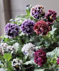 ƣɥѥ󥸡إɥ饭