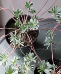 ˥ࡡإС  Ecuadoriense