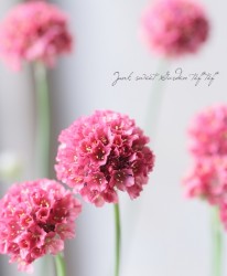 ꥢϥޥ󥶥 إХ꡼ʡ å