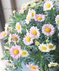 �ޡ�����åȡ��إ��꡼��ԥ󥯡١�