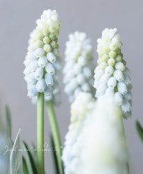 �ڵ庬��ʪ�� �ॹ���ꡡ�إ���������