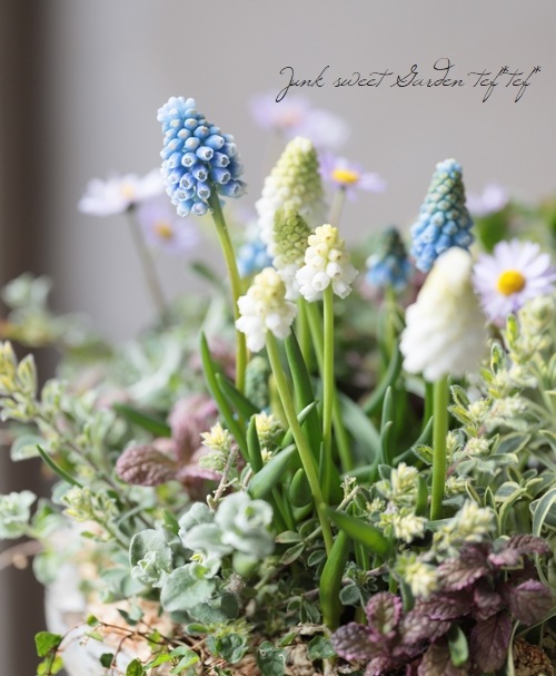 ムスカリ 『マジックミックス』 芽出し球根 | すべての商品 | | Junk