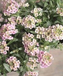 ���ܷϥ���å��ࡡ�ե�����ƥ󡡡إ饺�٥꡼��