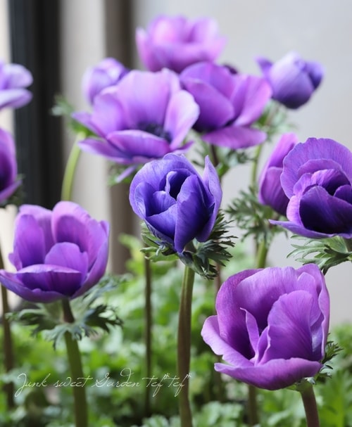 アネモネ 『ミストラルブルー』 | すべての商品 | | Junk sweet Garden