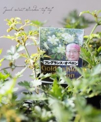 �ե����ƥ꡼�ϥ���ޥ������إե쥰��󥹡����٥����