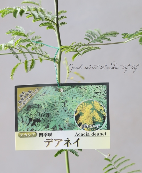 四季咲きアカシア デアネイ すべての商品 Junk Sweet Garden Tef Tef