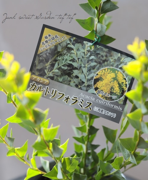 三角葉アカシア 『カルトリフォラミス』 | すべての商品