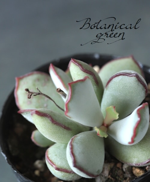 その他多肉植物 choco 楽天市場】【当店農場生産】多肉植物 グラプトベリア