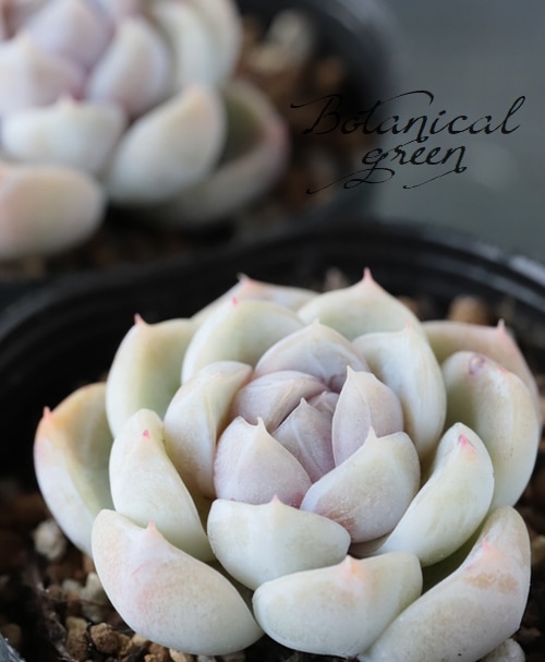 多肉植物】 『スノーバニー』 エケベリア属 いとうぐりーん