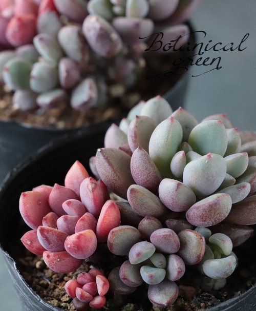 多肉植物】 『パープルドリーム』 グラプトベリア属 いとうぐりーん