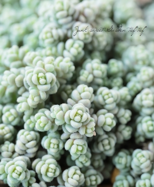 多肉植物】セダム 『ダシフィルム』 | すべての商品 | | Junk sweet