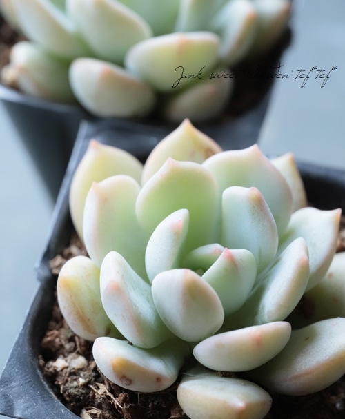 多肉植物】 『グリムワン』 エケベリア属 | すべての商品 | | Junk