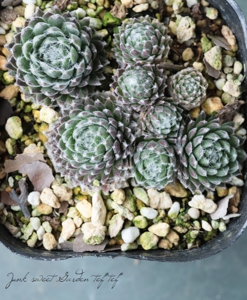 多肉植物】センペルビウム 『ブラボー』 | Leaf Species,多肉植物