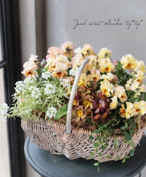 リユース籠お値引品】ふんわりアプリコットバスケット(大)寄せ植え