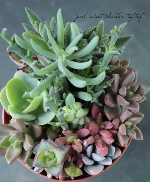 多肉植物】 MIX植え 【NO.C】 | すべての商品 | | Junk sweet Garden