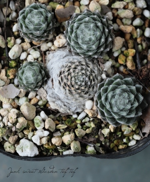 多肉植物】センペルビウム 『ユーコンスノー』 | Leaf Species,多肉