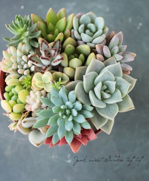 多肉植物】 MIX植え 【NO.O】 | すべての商品 | | Junk sweet Garden