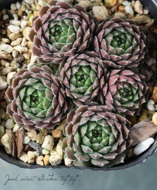 感謝を込めて。センペルビウム15(*´ω`*)J 楽天市場】多肉植物 sfセンペルビウム アイシクル 7.5cmポット